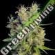 5 UND REG - SUPER MALAWI HAZE ACE SEEDS 5 UND REGULARES