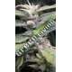 5 UND REG - NUEVA CALEDONIA II ACE SEEDS 5 UND REGULARES