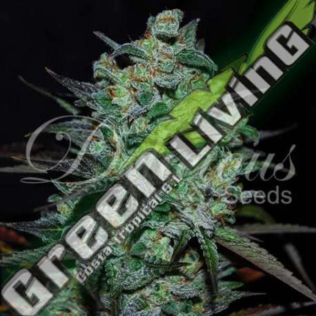 3 UND FEM - NORTHERN LIGHT BLUE THC-FREE DELICIOUS 3 UND FEMINIZADAS