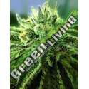 5 UND FEM - CANADIAN KUSH 2.0 MEDICAL SEEDS 5 UND FEMINIZADAS