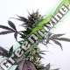 5 UND FEM - LEMON HAZE AUTO KANNABIA 5 UND FEMINIZADAS