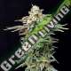 5 UND FEM - CHERRY DREAM EDITION KANNABIA SEEDS 5 UND FEM