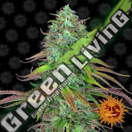 5 UND FEM - LSD AUTO BARNEY'S FARM 5 UND FEMINIZADAS