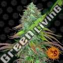 5 UND FEM - LSD AUTO BARNEY'S FARM 5 UND FEMINIZADAS