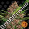 5 UND FEM - PURPLE PUNCH AUTO BARNEY'S FARM 5 UND FEMINIZADAS