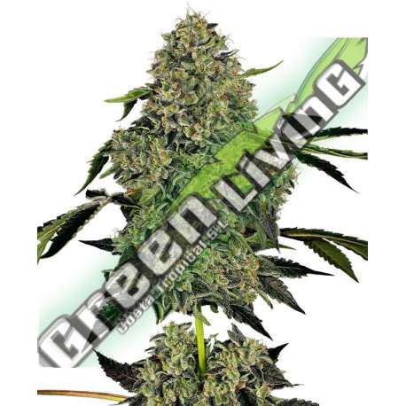 5 UND FEM - O.G KUSH AUTOMATICA SENSI WHITE LABEL 5 UND FEMINIZADAS