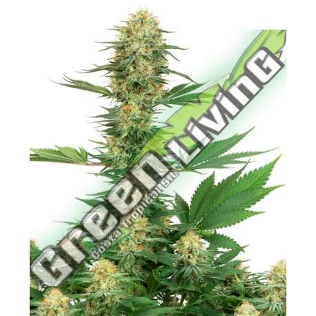 5 UND FEM - GELATO 420 SENSI WHITE LABEL 5 UND FEMINIZADAS