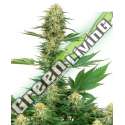 5 UND FEM - GELATO 420 SENSI WHITE LABEL 5 UND FEMINIZADAS