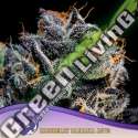 5 UND FEM - AUTO BLUEBERRY BANANA ANESIA SEEDS 5 FEMINIZADAS