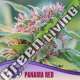3 UND FEM - PANAMA RED ANESIA SEEDS 3 FEMINIZADAS