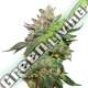 5 UND FEM - WEDDING CAKE SEEDSTOCKERS 5 UND FEMINIZADAS