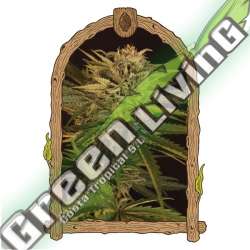 5 UND FEM - DR. GREENMAN PURE CBD EXOTIC SEED FEMINIZADA 5 UND