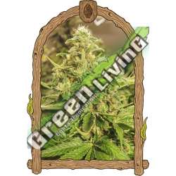 5 UND FEM - EXOTIC PURE CBG EXOTIC SEED FEMINIZADA 5 UND