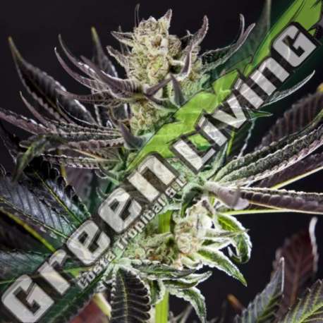 5 UND FEM - PURPLE PUNCH X DO-SI-DOS PHILOSOPHER 5 UND FEM
