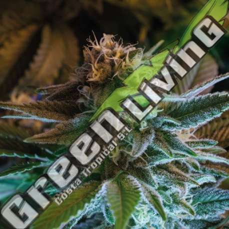 7 UND FEM - GORILLA GLUE AUTO BSF SEEDS 7 UND FEMINIZADAS