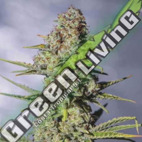 5 UND FEM - 9 MILIMETROS EXCLUSIVE SEEDS 5 UND FEM