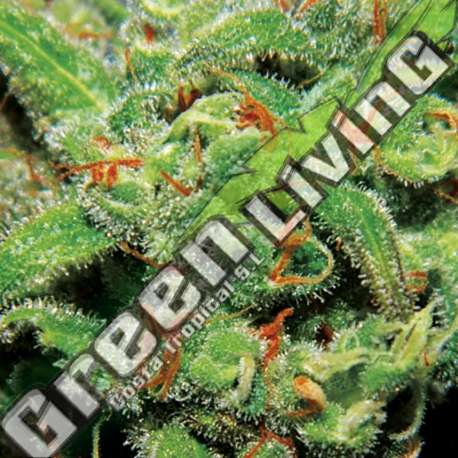 5 UND FEM - AUTO TASTY EXCLUSIVE SEEDS 5 UND FEM