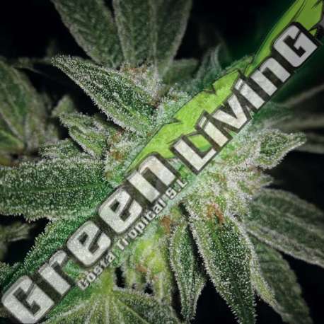 5 UND FEM - AUTO BIG BLUE EXCLUSIVE SEEDS 5 UND FEM
