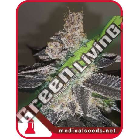 5 UND FEM - GELATO 242 MEDICAL SEEDS 5 UND FEM