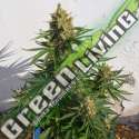 5 UND FEM - LEMON HAZE AUTO EXPERT 5 UND FEMINIZADAS