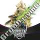 4 UND FEM - GORILLA GHOST - DRAFT LINE BSF SEEDS 4 UND FEMINIZADAS