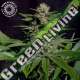 5 UND FEM - BISCUIT BUSTER TROPICAL SEEDS 5 UND FEMINIZADAS