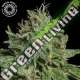 5 UND FEM - PURPLE NURPLE TROPICAL SEEDS 5 UND FEMINIZADAS