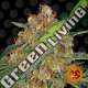5 UND FEM - ORANGE SHERBERT BARNEY'S FARM 5 UND FEMINIZADAS