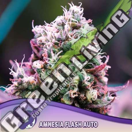 5 UND FEM - AMNESIA FLASH AUTO ANESIA SEEDS 5 FEMINIZADAS