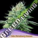 5 UND FEM - AUTO STRAWBERRY BANANA ANESIA SEEDS 5 FEMINIZADAS