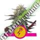 5 UND FEM - GREEN CRACK PUNCH USA PREMIUM ROYAL QUEEN 5 UND FEMINIZADAS