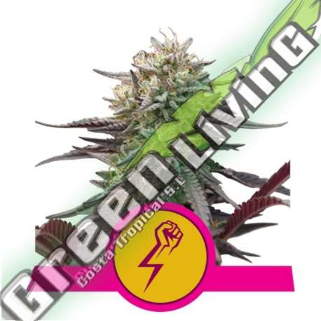 5 UND FEM - GREEN CRACK PUNCH USA PREMIUM ROYAL QUEEN 5 UND FEMINIZADAS