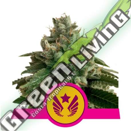 5 UND FEM - LEGENDARY OG PUNCH USA PREMIUM ROYAL QUEEN 5 UND FEMINIZADAS