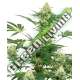 5 UND FEM - WEDDING CHEESECAKE SENSI WHITE LABEL 5 UND FEMINIZADAS
