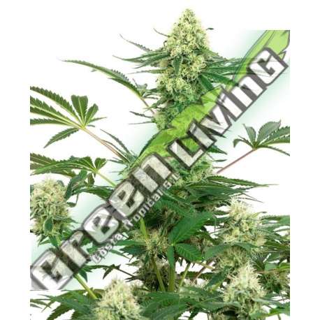 5 UND FEM - WEDDING CHEESECAKE SENSI WHITE LABEL 5 UND FEMINIZADAS