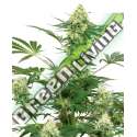 5 UND FEM - WEDDING CHEESECAKE SENSI WHITE LABEL 5 UND FEMINIZADAS