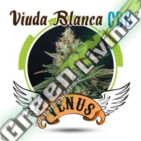 10 UND FEM - VIUDA BLANCA CBD VENUS GENETIC 10 UND FEMINIZADAS