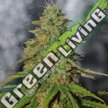5 UND FEM - DOUBLE BLACK G13 LABS SEEDS 5 FEMINIZADAS