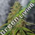 5 UND FEM - DOUBLE BLACK G13 LABS SEEDS 5 FEMINIZADAS
