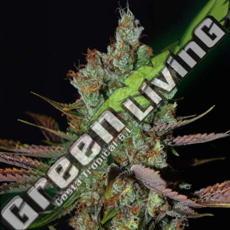 5 UND FEM - MALTEZERZ G13 LABS SEEDS 5 FEMINIZADAS