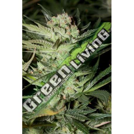 5 UND FEM - MOZZARELLA G13 LABS SEEDS 5 FEMINIZADAS