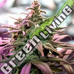 5 UND FEM - NORTHERN LIGHTS X SKUNK G13 LABS SEEDS 5 FEMINIZADAS