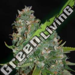 5 UND FEM - OG13 G13 LABS SEEDS 5 FEMINIZADAS