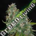 5 UND FEM - OG13 G13 LABS SEEDS 5 FEMINIZADAS