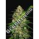 3 UND FEM - WEDDING CHEESECAKE AUTO FASTBUDS SEEDS FEMINIZADA 3 UND