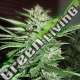 5 UND FEM - PINEAPPLE EXPRESS G13 LABS SEEDS 5 FEMINIZADAS