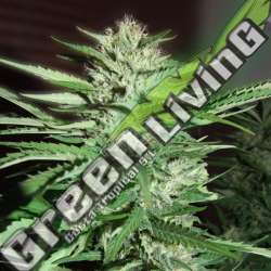 5 UND FEM - PINEAPPLE EXPRESS G13 LABS SEEDS 5 FEMINIZADAS