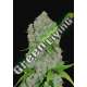 3 UND FEM - ORANGE SHERBET AUTO FASTBUDS SEEDS FEMINIZADA 3 UND