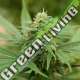 5 UND FEM - PINEAPPLE EXPRESS 2 G13 LABS SEEDS 5 FEMINIZADAS