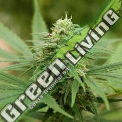 5 UND FEM - PINEAPPLE EXPRESS 2 G13 LABS SEEDS 5 FEMINIZADAS